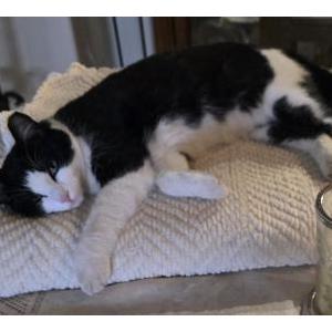Image of Baby Tux, Lost Cat
