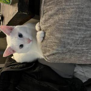Image of Coco, Lost Cat