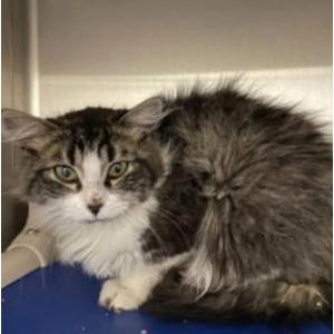 Lost Cat Alvin