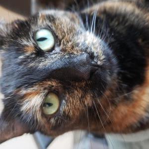 Image of Brownie, Lost Cat