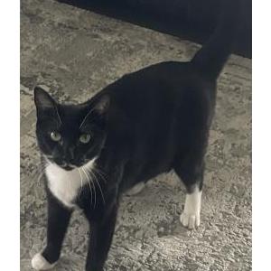 Lost Cat Panga