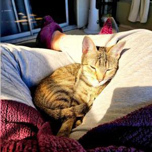 Image of Babies, Lost Cat