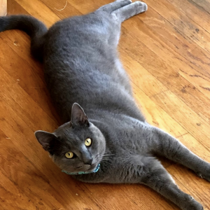 Lost Cat vim