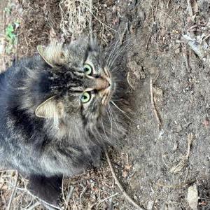 Found Cat Unknown