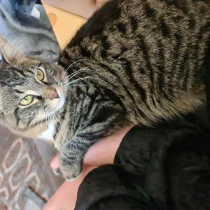 Found Cat Unknown