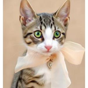 Image of B. B., Lost Cat