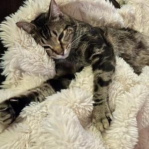Lost Cat Frasier