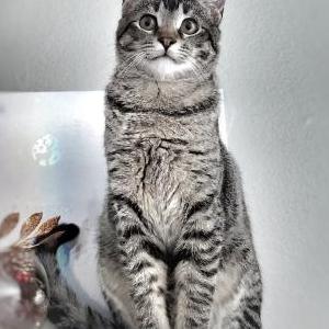 Image of Mini, Lost Cat