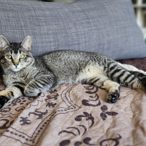 2nd Image of Mini, Lost Cat