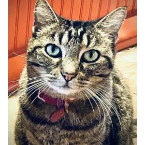 Image of Mouse, Lost Cat