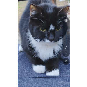 Lost Cat Buttercup