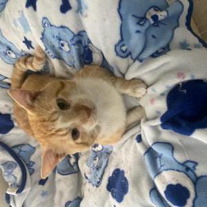 Image of Simba, Lost Cat