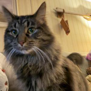 Lost Cat Collins