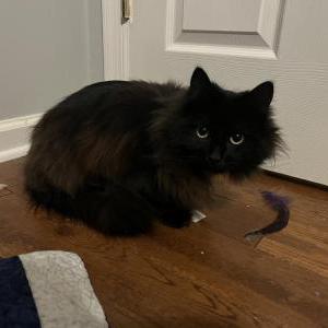 Image of Unknown, Found Cat