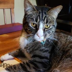 Lost Cat Squish
