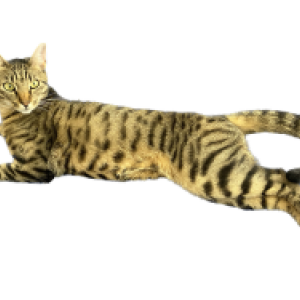 Image of Dobbie, Lost Cat
