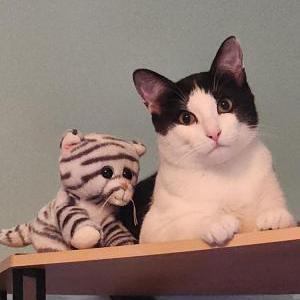 Image of Chet, Lost Cat