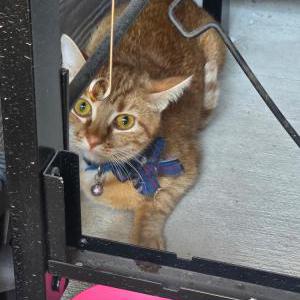 Image of Unknown, Found Cat