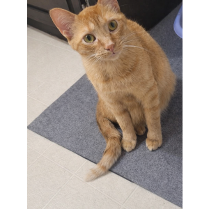 Lost Cat Oliver