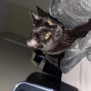 Lost Cat Wakko