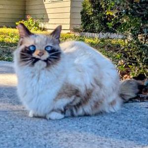 Image of Baloo, Lost Cat