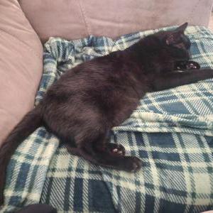 Lost Cat Gizmo