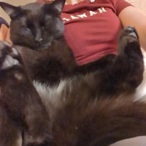 Lost Cat Lucky