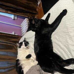 Image of Negris, Lost Cat