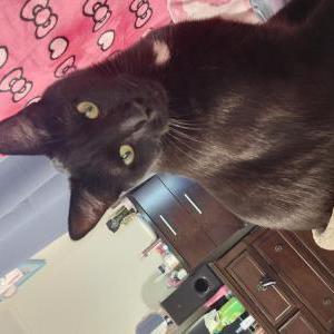 Image of Fuzz, Lost Cat