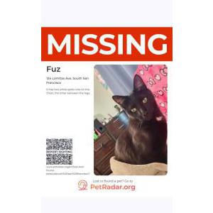 2nd Image of Fuzz, Lost Cat
