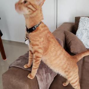 Image of Tiga, Lost Cat