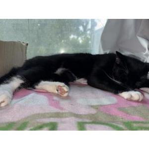 Image of Chara, Lost Cat