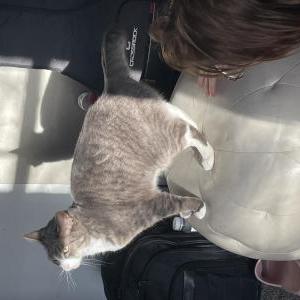 Lost Cat Daisy