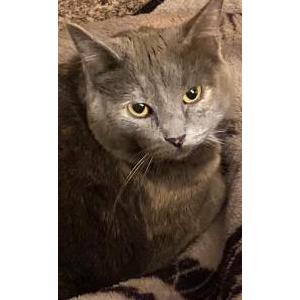 Image of Luna, Lost Cat