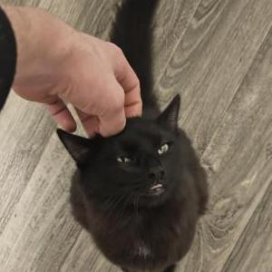 Image of Ashe, Lost Cat