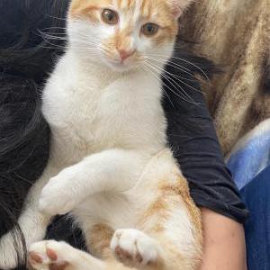 Image of Pan, Lost Cat