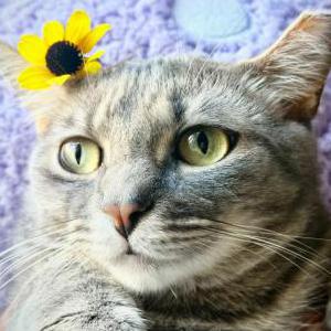 Image of Nugget, Lost Cat