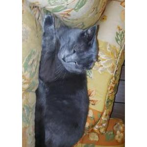 Image of Gia, Lost Cat