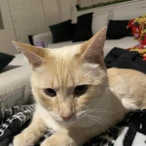 Image of Ziggy, Lost Cat