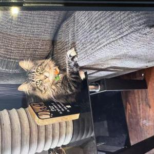 Lost Cat Casper
