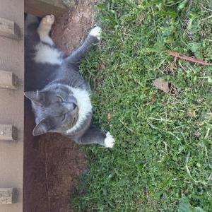 Image of unknown, Found Cat