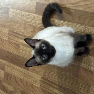 Image of Mochi, Lost Cat