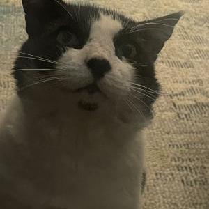 Lost Cat MC