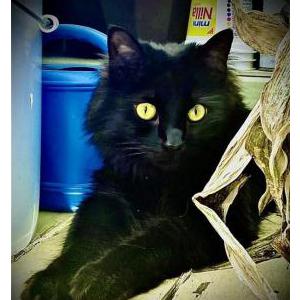 Image of Ouija, Lost Cat