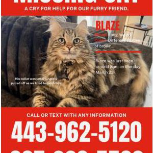 Image of Blaze, Lost Cat