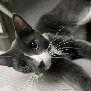 Lost Cat Booger