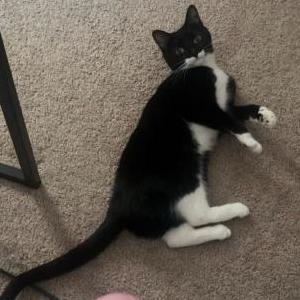 Image of Bella, Lost Cat