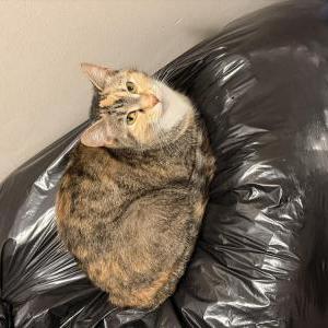 Image of Ginger, Lost Cat