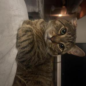 Image of Meow/Striper, Lost Cat