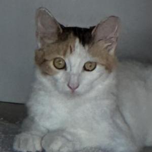 Lost Cat Winnie